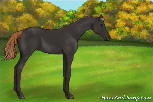 Horse Color:Liver Chestnut 