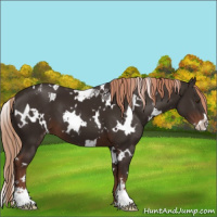 Horse Color:White Spotted Liver Chestnut Sabino Varnish 