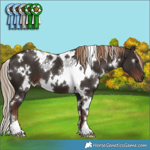 Horse Color:White Spotted Liver Chestnut 