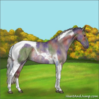 Horse Color:Nacre Silver Black Tobiano Rabicano 
