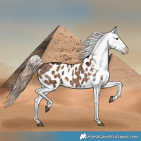 Horse Color:Liver Red Dun Blanket Rabicano Brindle 