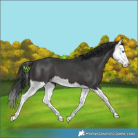 Horse Color:Black Splash