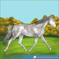 Horse Color:Silver Grullo Ice Roan Splash 