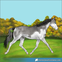 Horse Color:Grullo Roan Splash 
