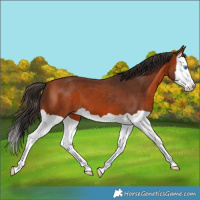 Horse Color:Bay Splash 