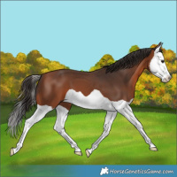 Horse Color:Bay Splash 