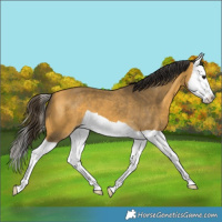 Horse Color:Buckskin Splash 
