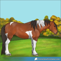 Horse Color:Bay Tobiano