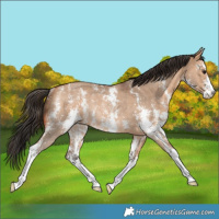 Horse Color:Bay Dun Sabino Rabicano