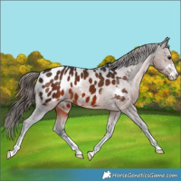 Horse Color:Brown Appaloosa 