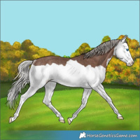 Horse Color:Silver Black Splash Rabicano 