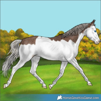 Horse Color:Silver Black Splash 