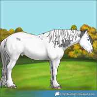 Horse Color:Black Splash Tobiano Appaloosa 