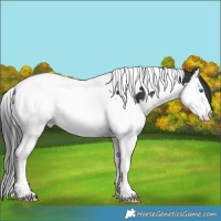 Horse Color:Black Splash Tobiano Varnish 