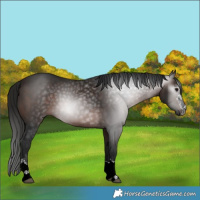 Horse Color:Gray Bay 