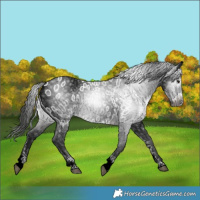 Horse Color:Gray Brown Sabino Near Leopard 