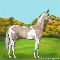 Horse Color:Gray Silver Classic Champagne Roan Tobiano 