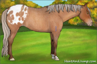 Horse Color:Gray Silver Sable Champagne Roan Appaloosa 