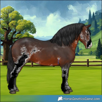 Horse Color:Brown Sabino 