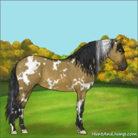 Horse Color:White Spotted Brown Dun 