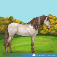 Horse Color:White Spotted Grullo Pearl 