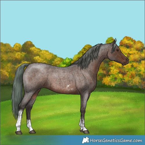 Horse Color:Liver Red Roan Mushroom Sabino 