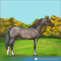 Horse Color:Liver Red Roan Mushroom Sabino 