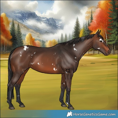 Horse Color:White Spotted Brown 