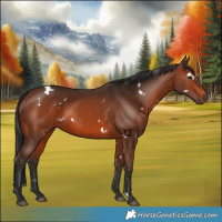 Horse Color:White Spotted Brown