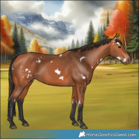 Horse Color:White Spotted Bay 