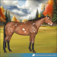 Horse Color:White Spotted Bay 