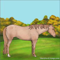 Horse Color:Gold Champagne Appaloosa