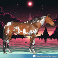 Horse Color:White Spotted Bay 