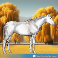 Horse Color:Gray White Spotted Bay Tobiano 