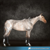 Horse Color:White Spotted Bay Roan Dun 