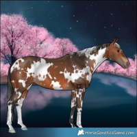 Horse Color:White Spotted Bay 