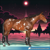 Horse Color:White Spotted Bay 