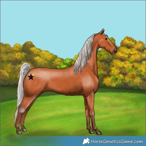 Horse Color:Silver Bay 