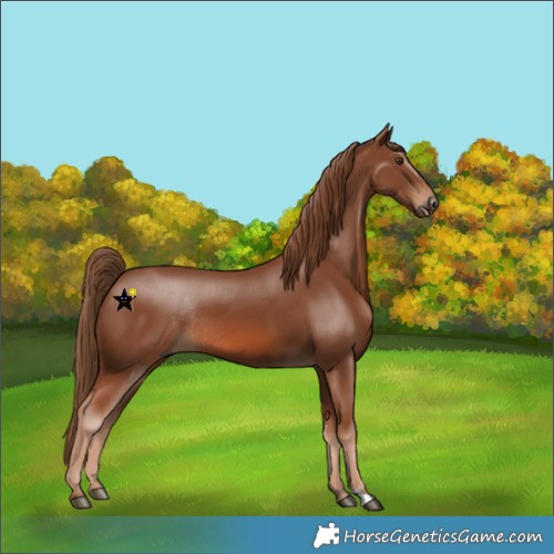 Horse Color:Chestnut Rabicano 