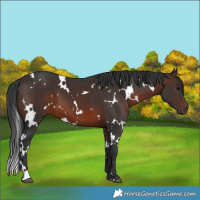 Horse Color:White Spotted Brown 