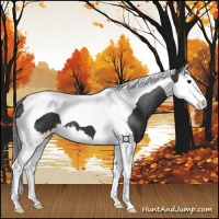 Horse Color:Black Splash Tobiano 