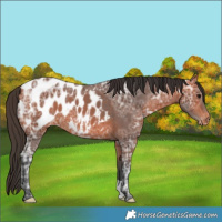 Horse Color:Bay Ice Appaloosa 