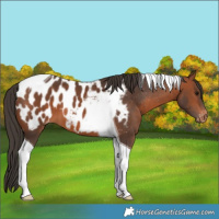 Horse Color:Bay Tobiano Blanket 