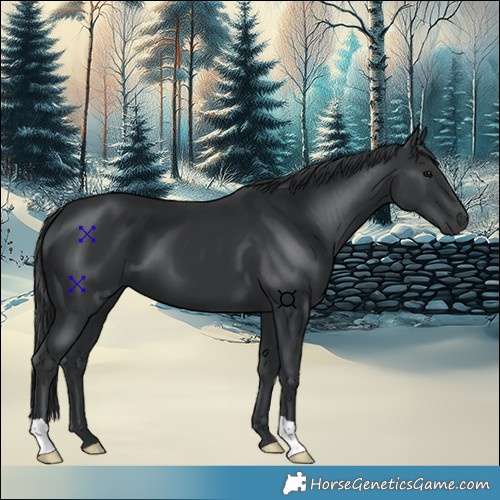 Horse Color:Black 