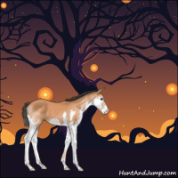 Horse Color:Bay Splash 