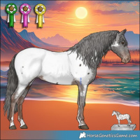 Horse Color:Liver Chestnut Appaloosa 