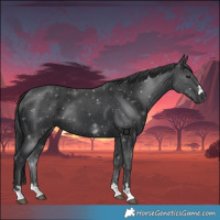 Horse Color:Black 