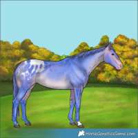 Horse Color:Watercolor Buckskin Blanket 