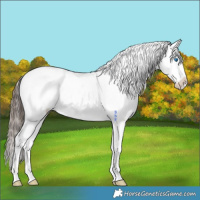 Horse Color:Liver Chestnut Splash Appaloosa 