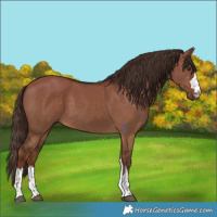 Horse Color:Liver Red Dun 